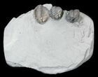 Enrolled Flexicalymene Trilobite From Ohio #30460-4